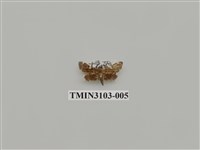 藏品(螟蛾162)的圖片